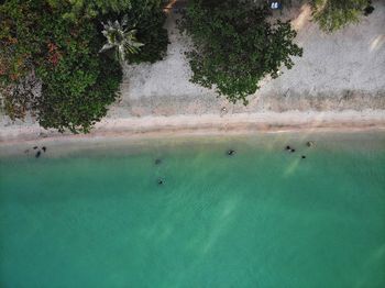 High angle view of a swimming in sea