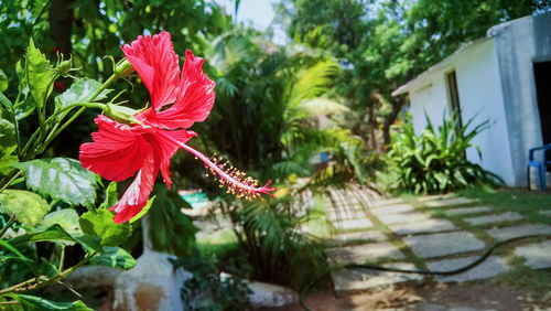 Close up of red flowers