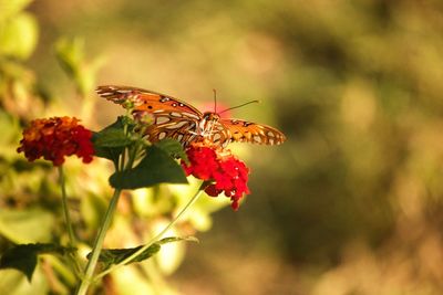 Close-up of butterfly pollinating on flower