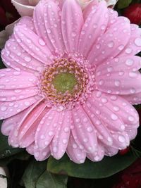 Close-up of wet pink flower blooming outdoors