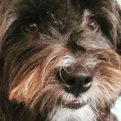 Close-up portrait of dog