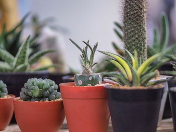 Potted plants on table