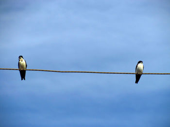 Low angle view of birds perching on cable against blue sky on sunny day