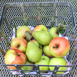 High angle view of fruits in basket