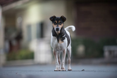 Portrait of dog standing outdoors