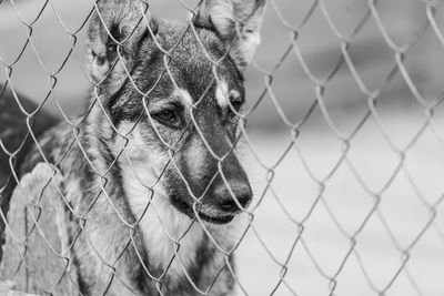 Close-up of an animal seen through chainlink fence