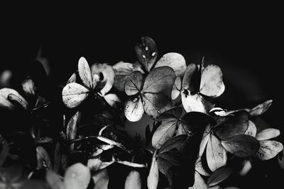 Close-up of flowers against black background