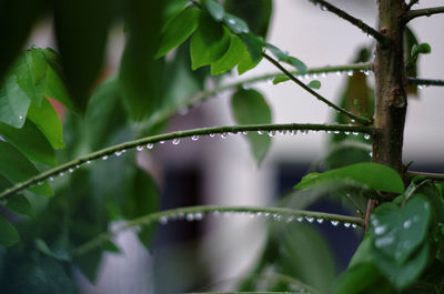 Close-up of wet plant