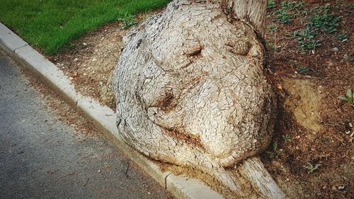 Close-up of tree trunk