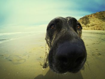 View of dog on beach