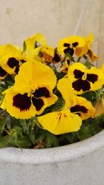 Close-up of yellow flowers