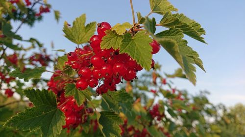 Close-up of red berries growing on tree against sky