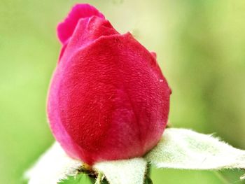 Close-up of red flower