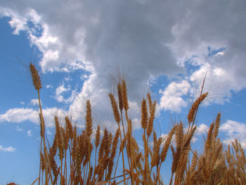 Low angle view of plants against cloudy sky