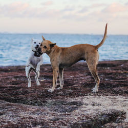 View of dog on beach