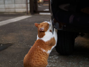 Close-up of cat sitting by car parked on street