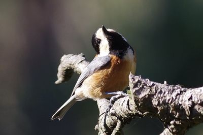 Close-up of bird perching on branch