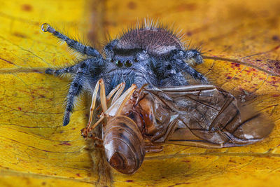 Close-up of insect