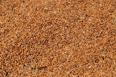 Uncleaned unsorted grain with debris after being harvested by a combine.