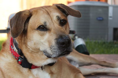 Close-up portrait of dog