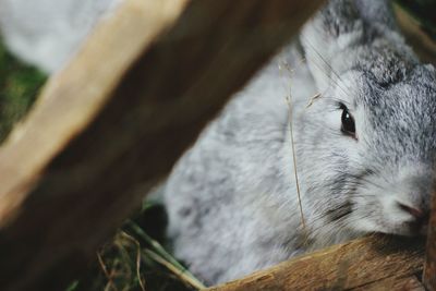 High angle view of rabbit in pen