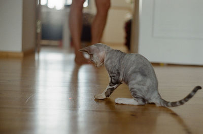 Cat sitting on a floor