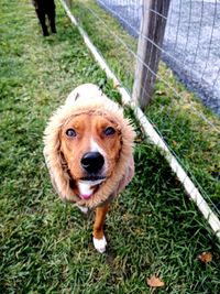 Portrait of dog on grass