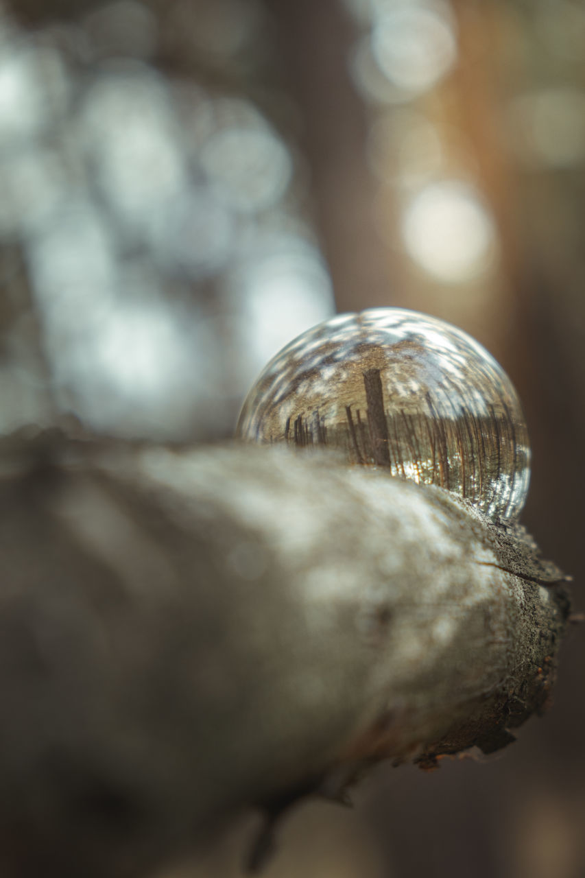 CLOSE-UP OF SHELLS ON WOOD