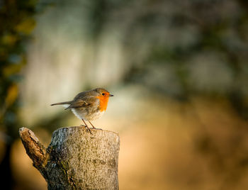Close-up of bird against blurred background