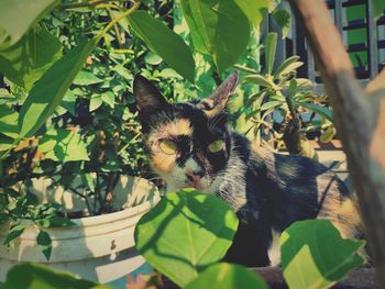 Portrait of a cat