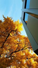 Low angle view of autumn trees