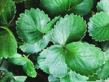 Full frame shot of fresh green leaves