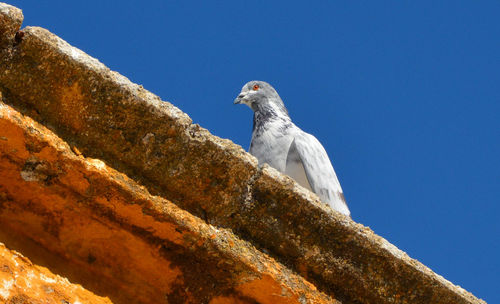 Low angle view of dove perching on retaining wall against clear sky