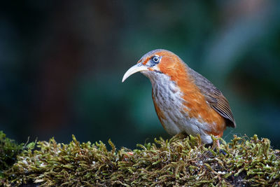 Close-up of bird perching on plant