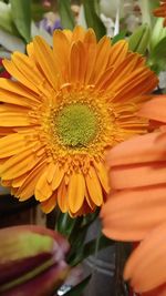 Close-up of flower blooming outdoors