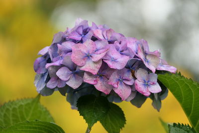 Close-up of fresh purple hydrangeas