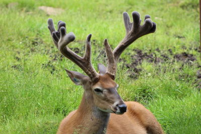 Close-up of deer on field