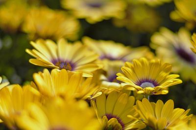 Close-up of yellow flowering plant on field