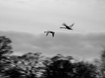 Low angle view of birds flying in sky