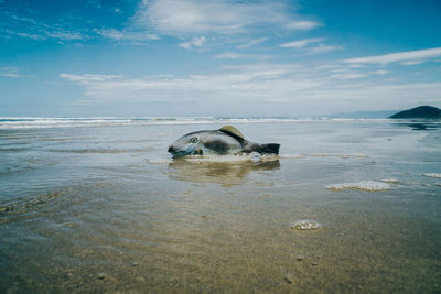 Dead fish on shore at beach