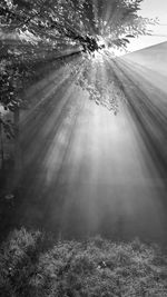 Sunlight streaming through trees on field