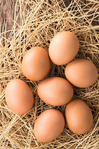 High angle view of eggs in nest