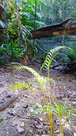Plants growing on tree