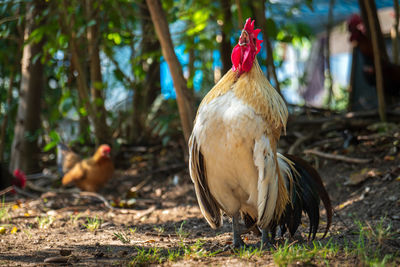 Close-up of a bird on land