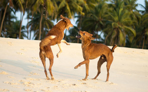 Dogs fighting on beach