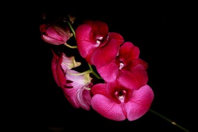 Close-up of pink orchid against black background