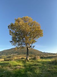 Tree on field against clear blue sky