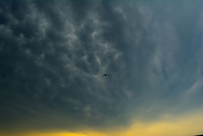 Low angle view of bird flying in sky