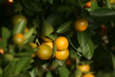 Close-up of oranges growing on tree