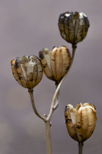 Close-up of flower bud growing outdoors